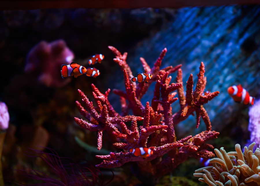 places to visit in Bangkok | Sea Life