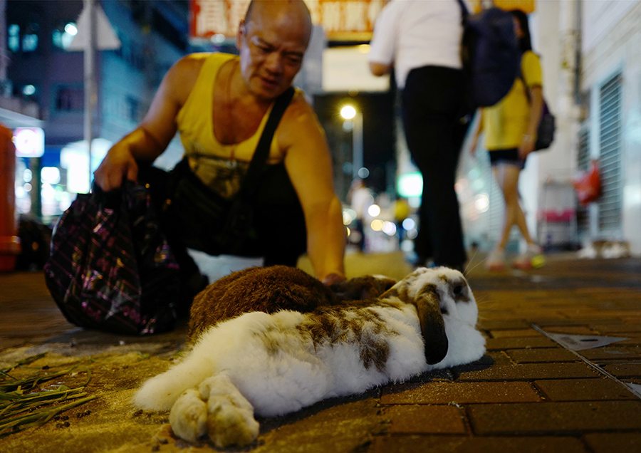 Photo Essay Weird Things on Streets Walk the rabbit