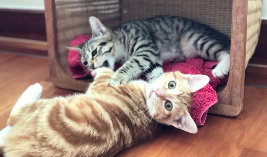 Adopt pets cat adoption Hong Kong Cats Charity cats