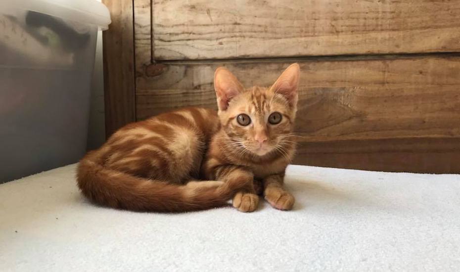 Adopt Pet Hong Kong Paws cat