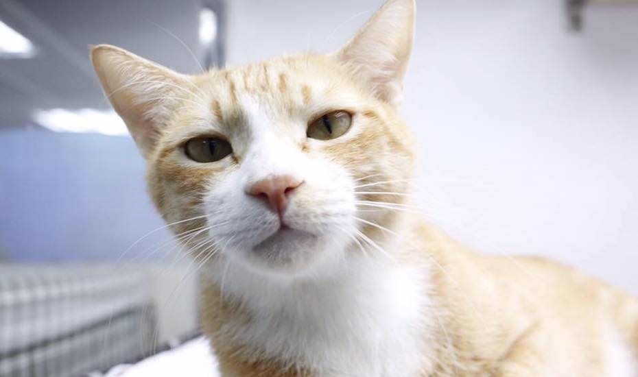 Adopt pets cat adoption LAP cat