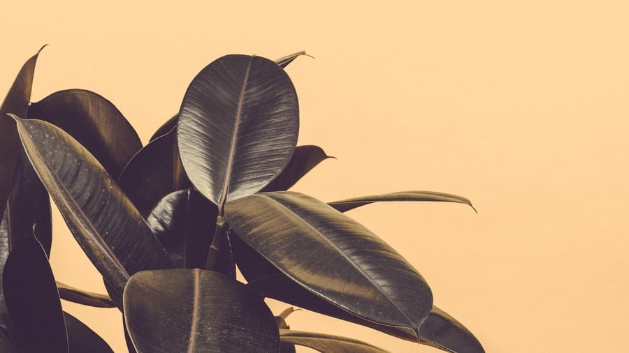 indoor plants for Hong Kong apartments