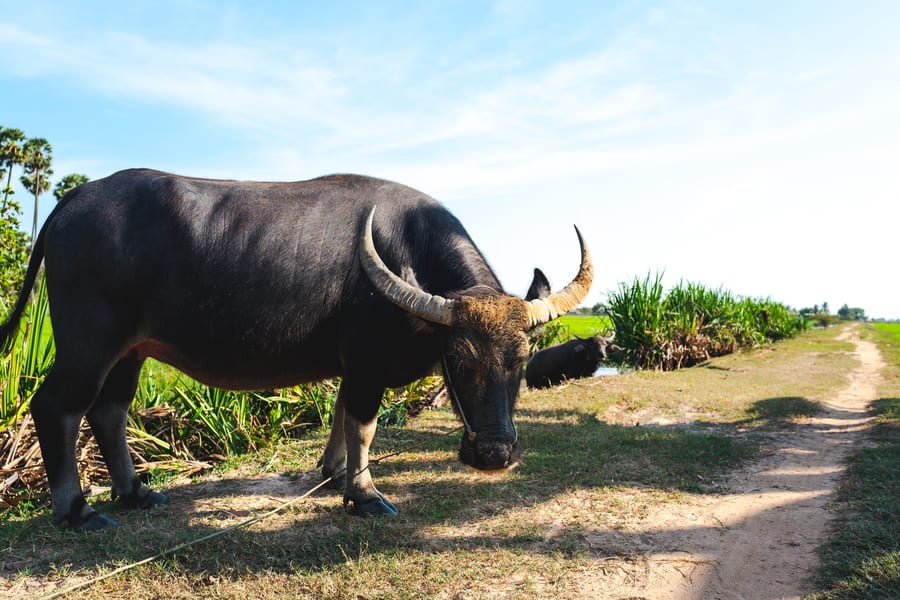 Cambodia travel what to see Countryside tour