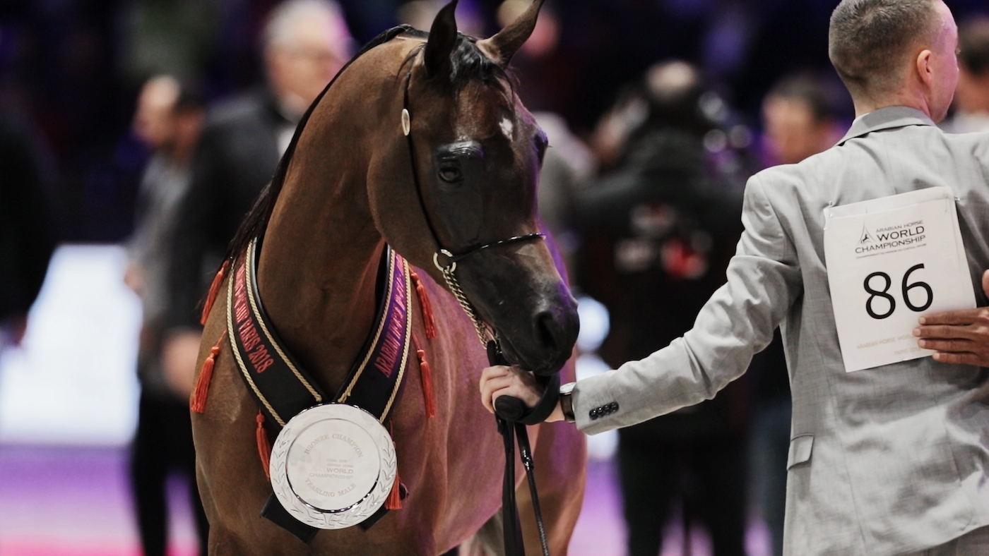 Arabian Horse Show