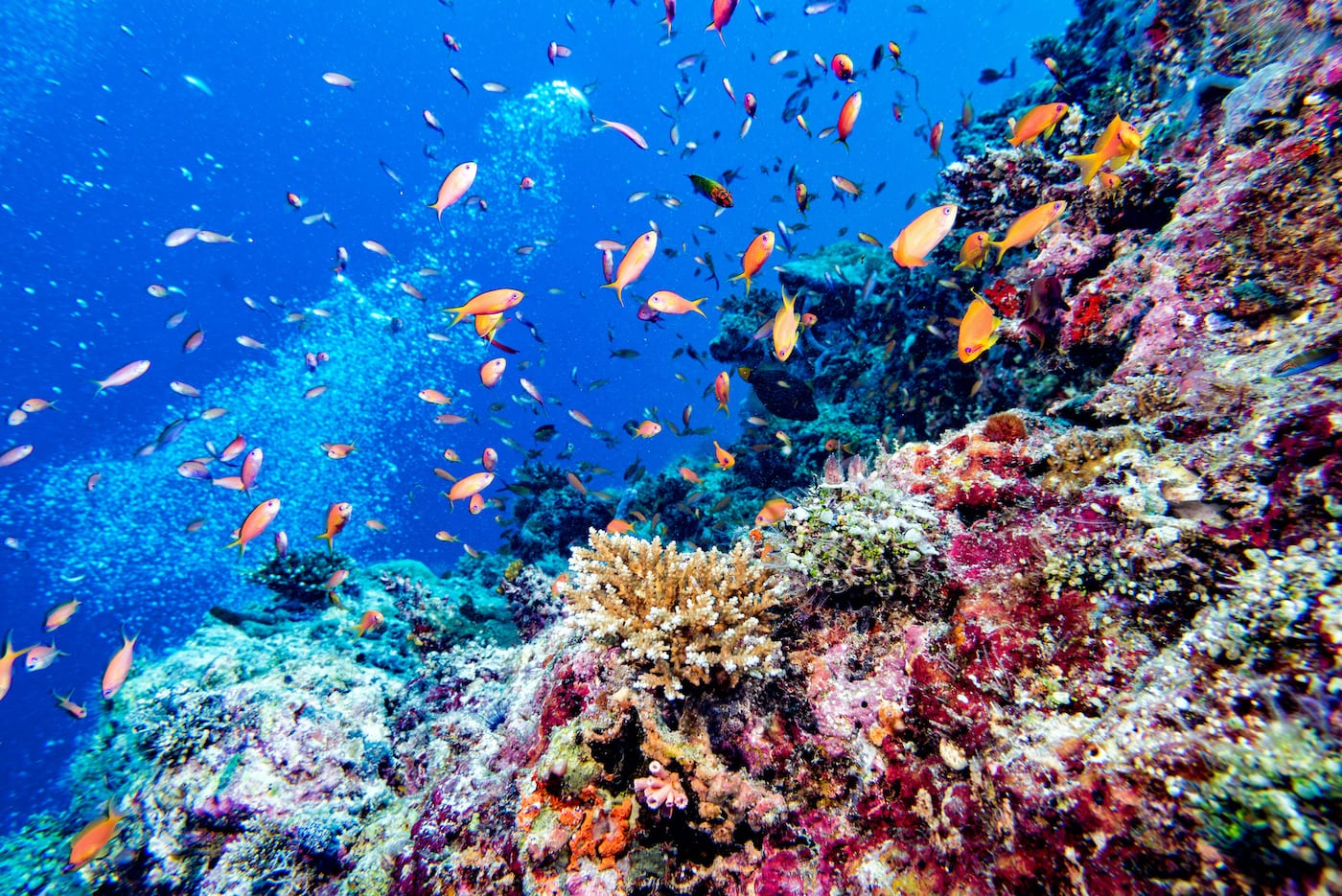 Anantara Dhigu Maldives fish