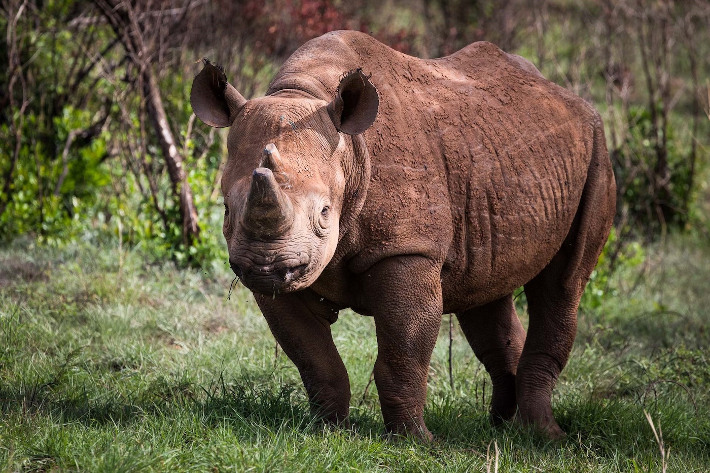 black rhino