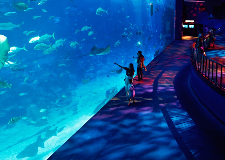 Observing marine life at S.E.A. Aquarium | SG60 deals and promotions