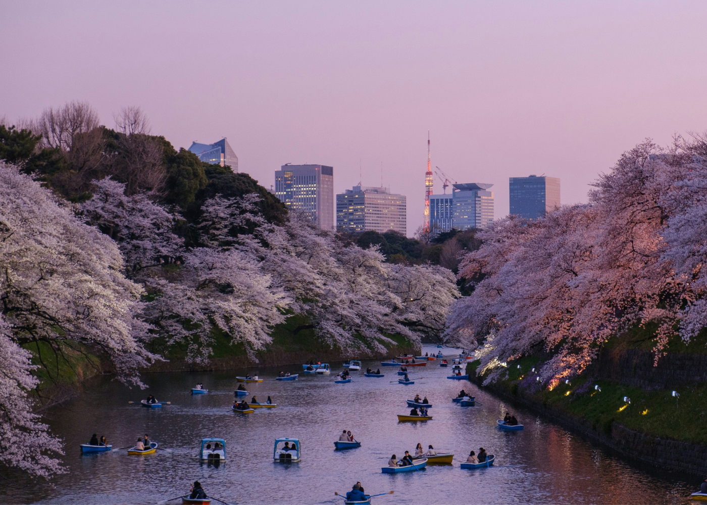 cherry blossom season japan | boats on lake
