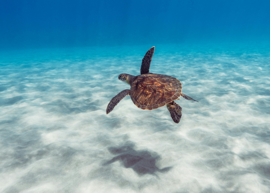 things to do in fukuoka | marine world attraction