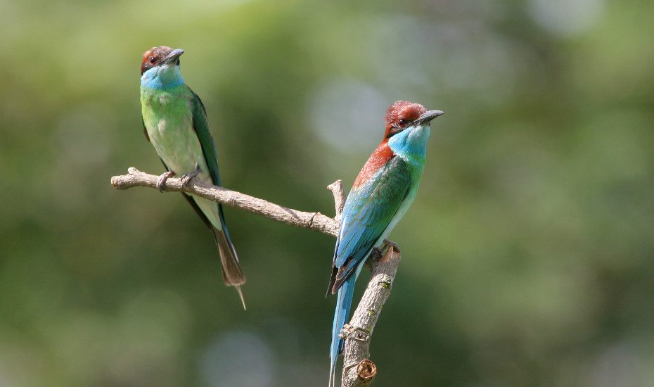 Birds of Coney Island, Singapore