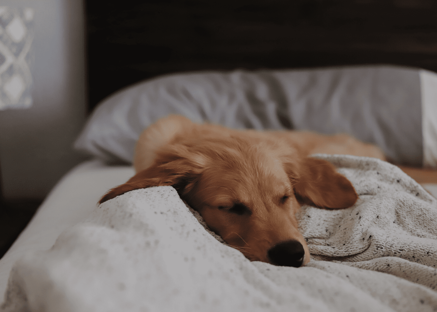 Pet-friendly hotels in Singapore