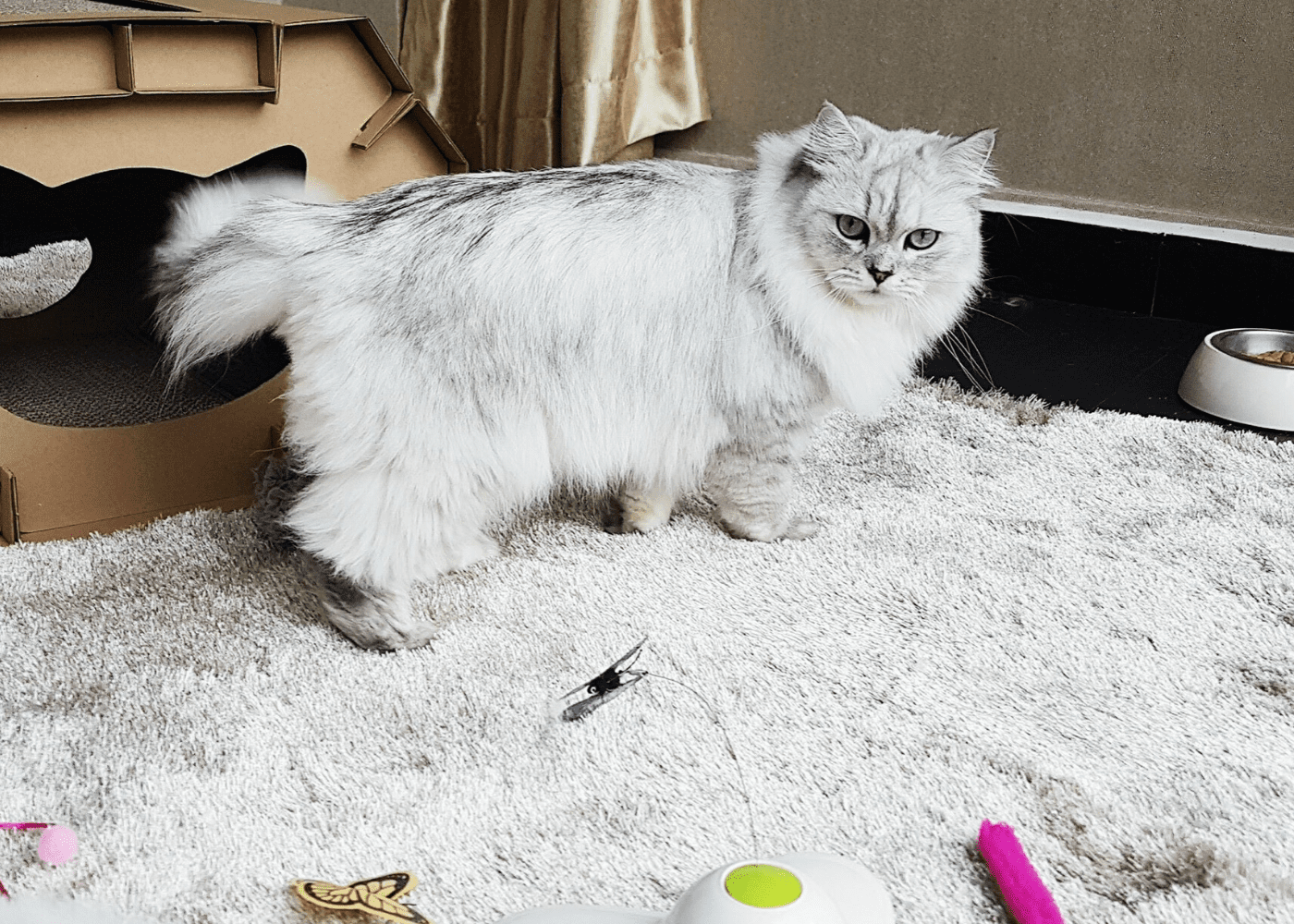 The Wagington | Pet-friendly hotels in Singapore
