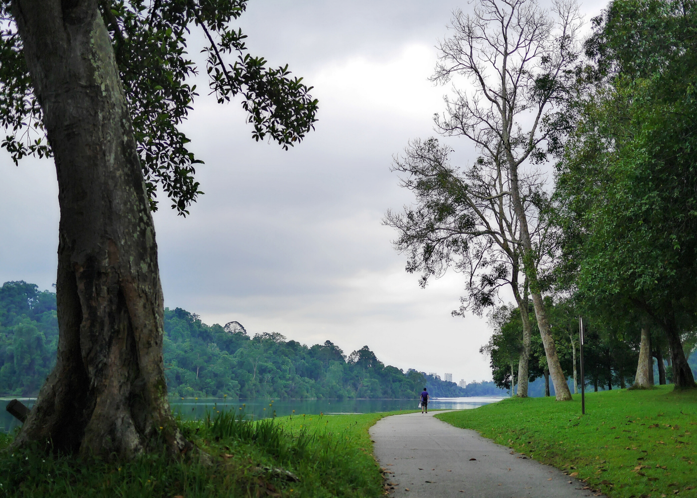 MacRitchie Reservoir | Hiking trails in Singapore