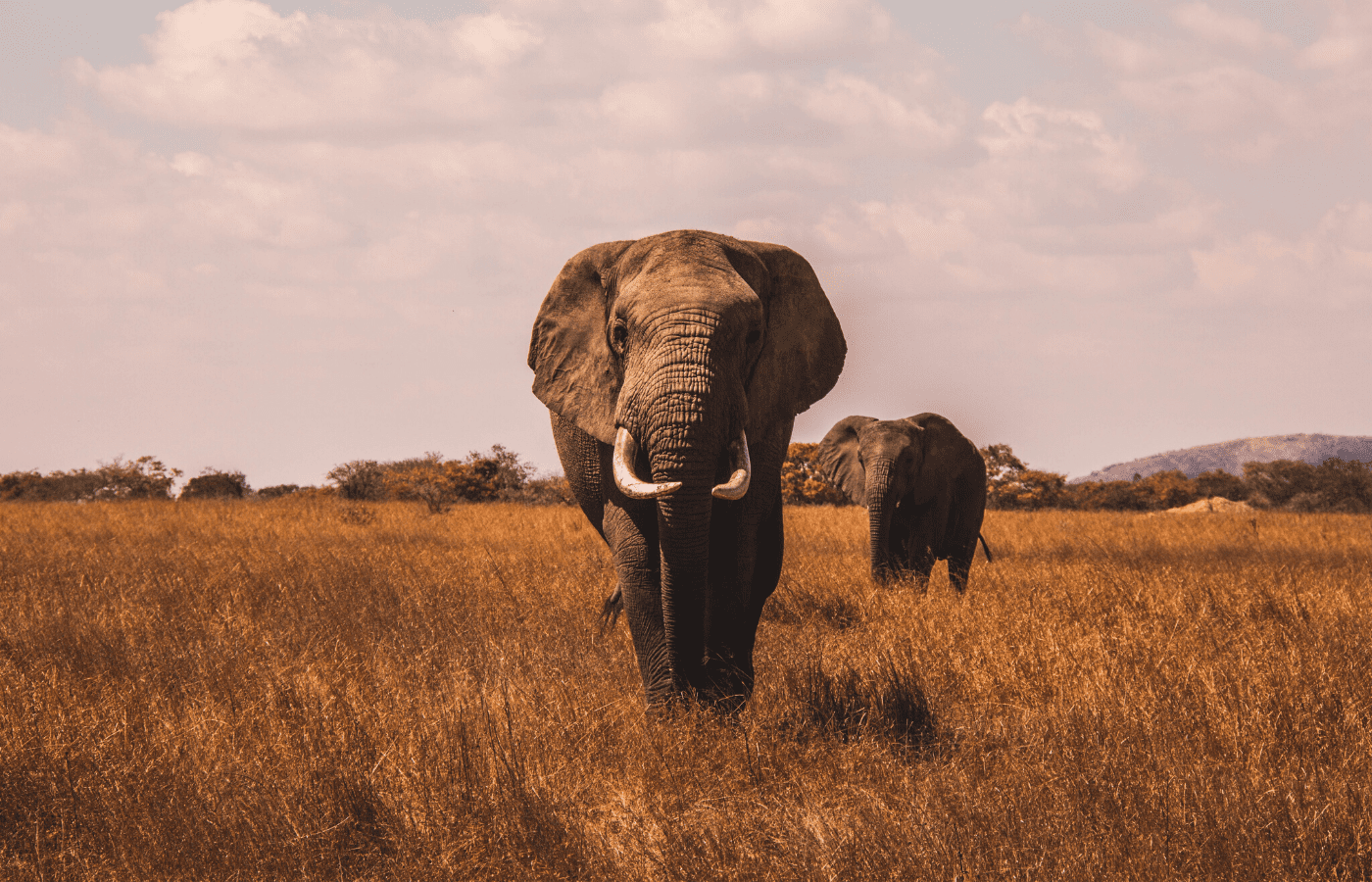 elephants | animal livestreams