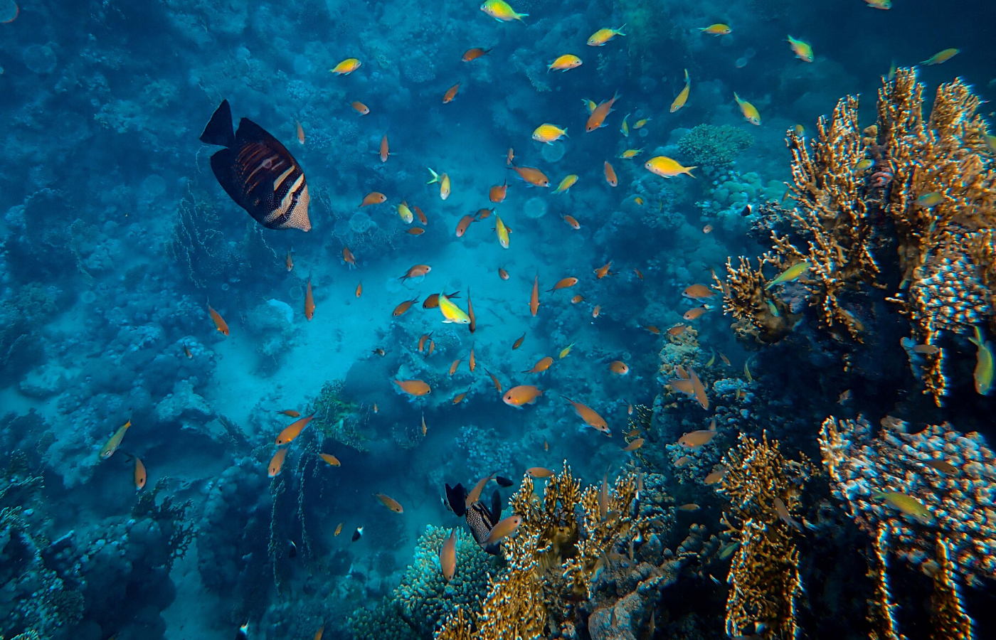 fish in corals | animal livestreams
