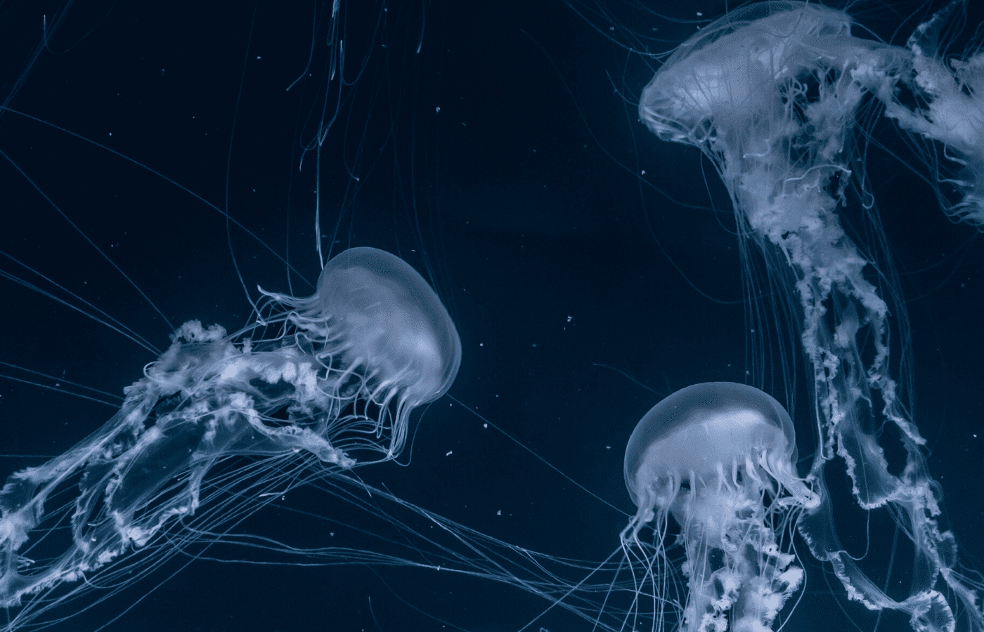 jellyfish