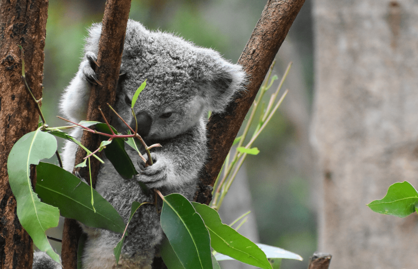 koala on tree | animal livestreams