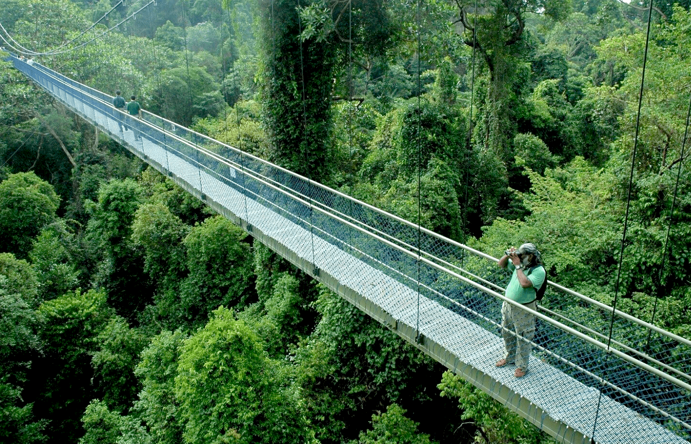 Useful tips to fight Covid-19: go outdoors | macritchie treetop walk