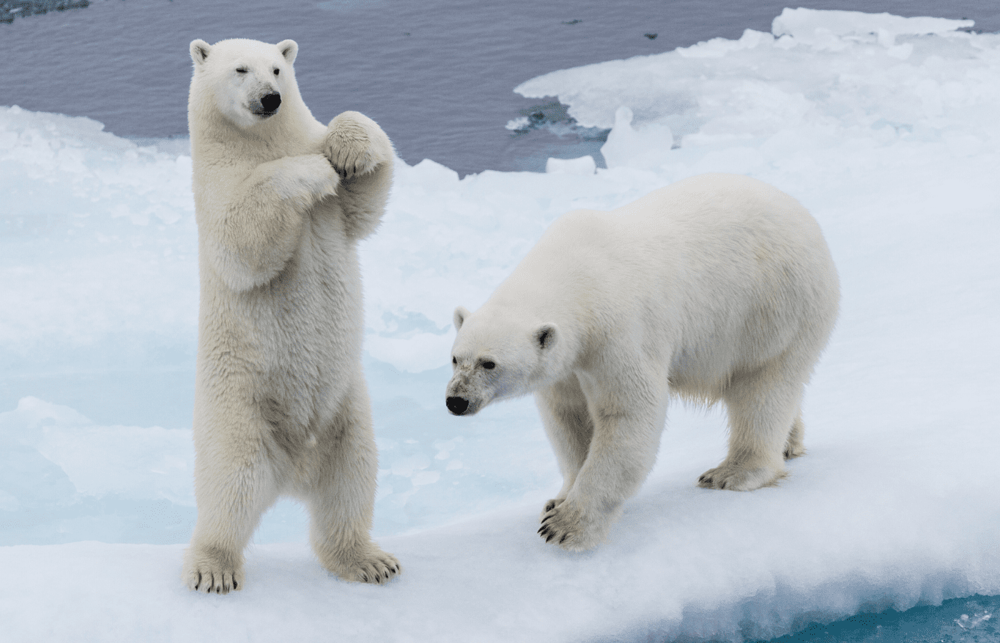polar bears in the snow