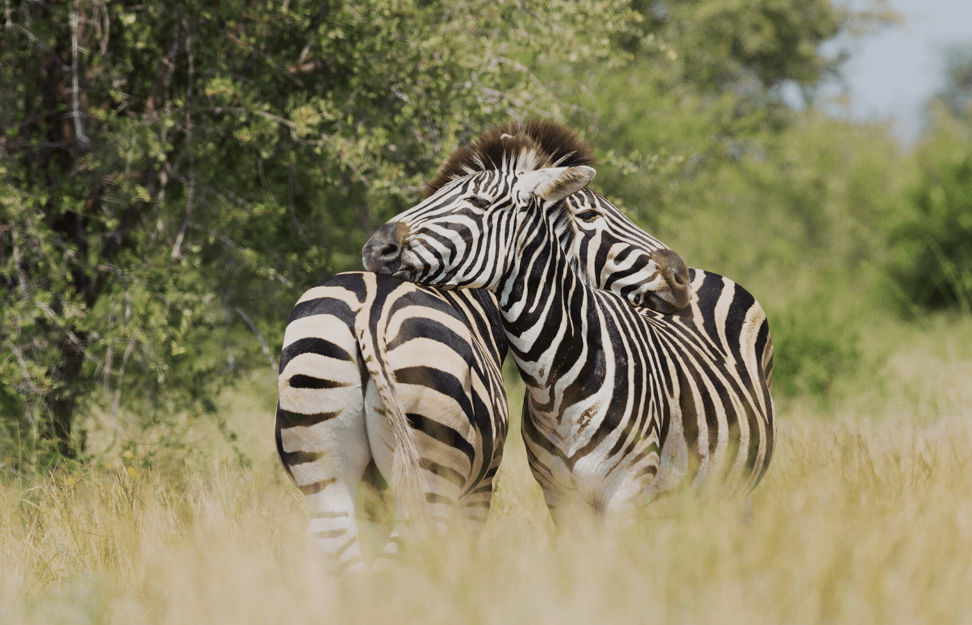 zebras | animal livestreams