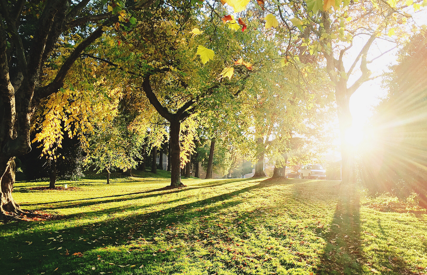 sunny forest