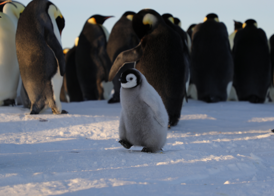 disney-plus-nature-documentaries-earth-month-sustainable-events-singapore