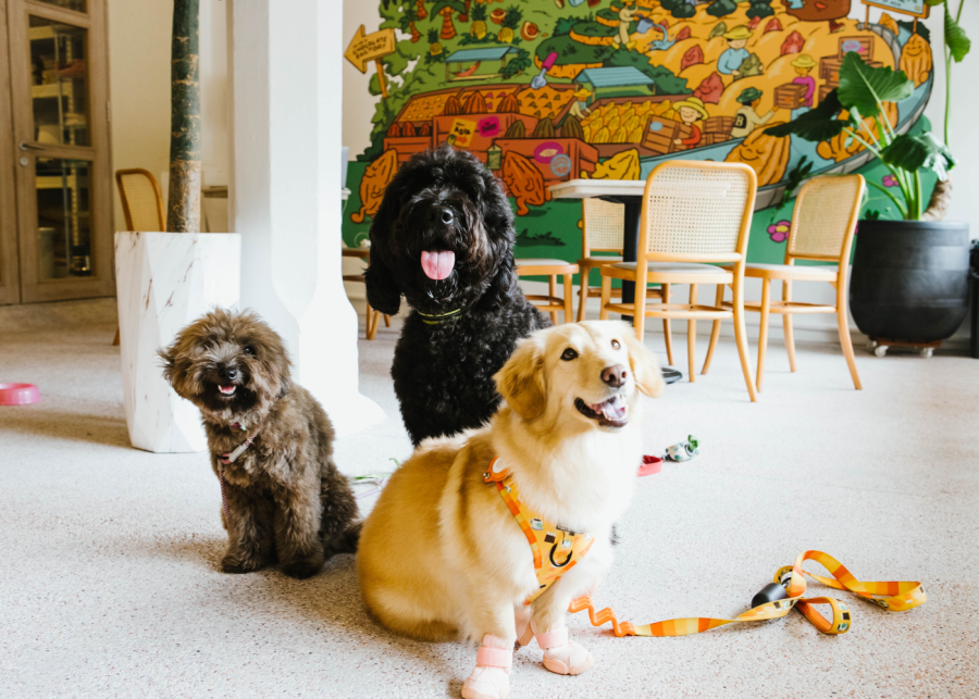 mr bucket chocolaterie - dog friendly cafe singapore