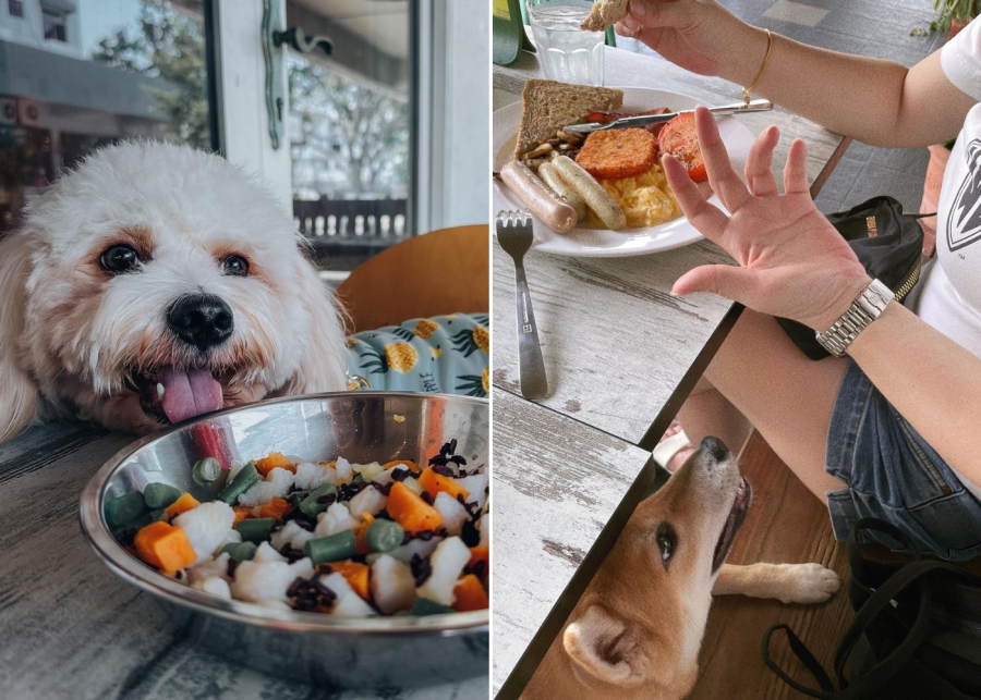 the garden slug - dog friendly cafe singapore
