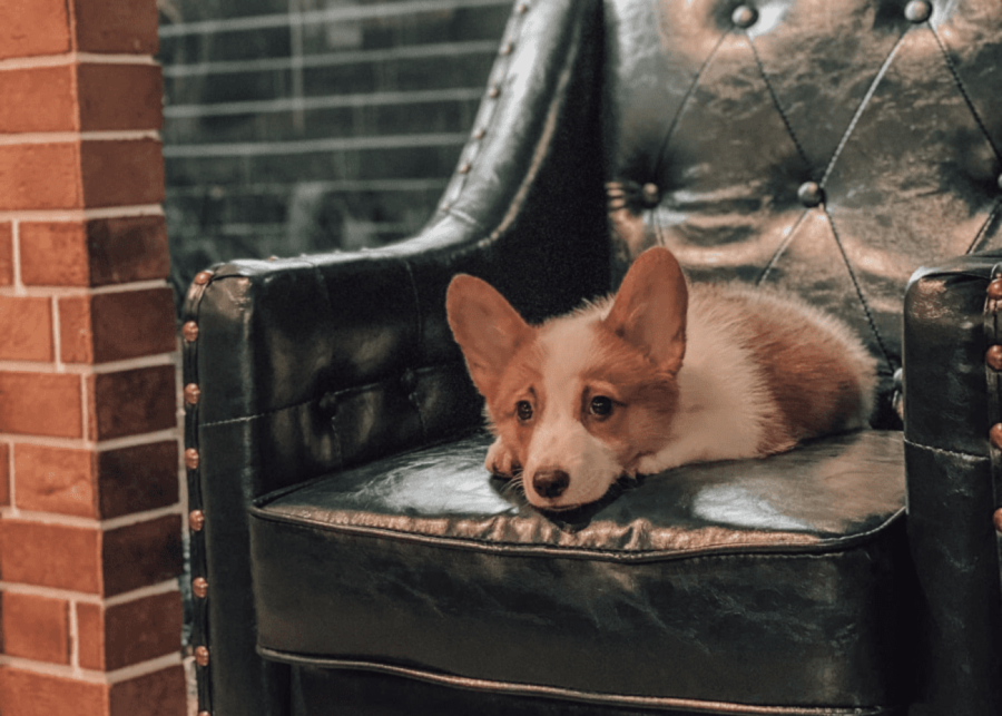 the urban hideout - dog friendly cafe singapore