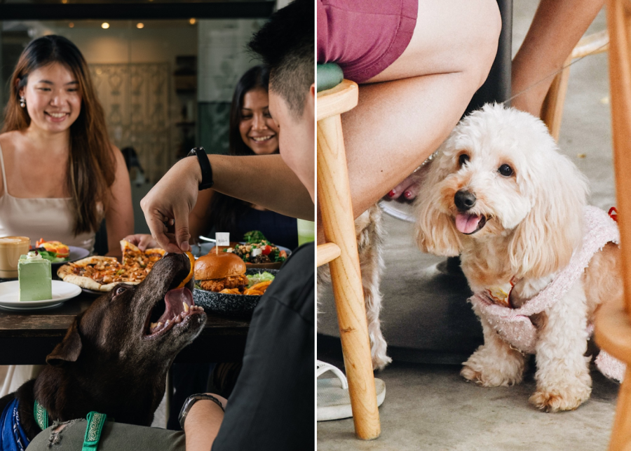 wildseed cafe at the summerhouse - dog friendly cafe singapore
