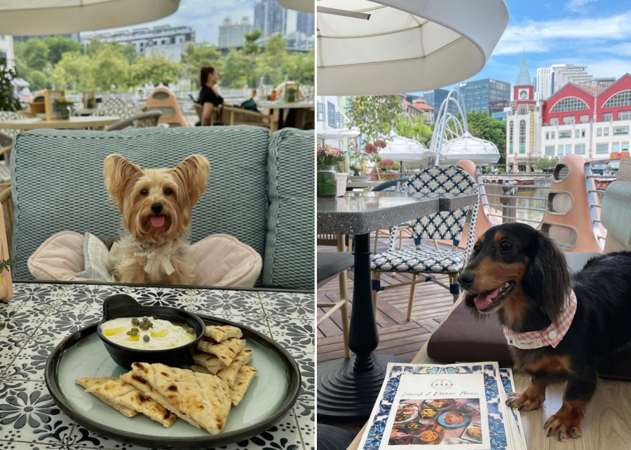 zorba the greek taverna - dog friendly cafe singapore