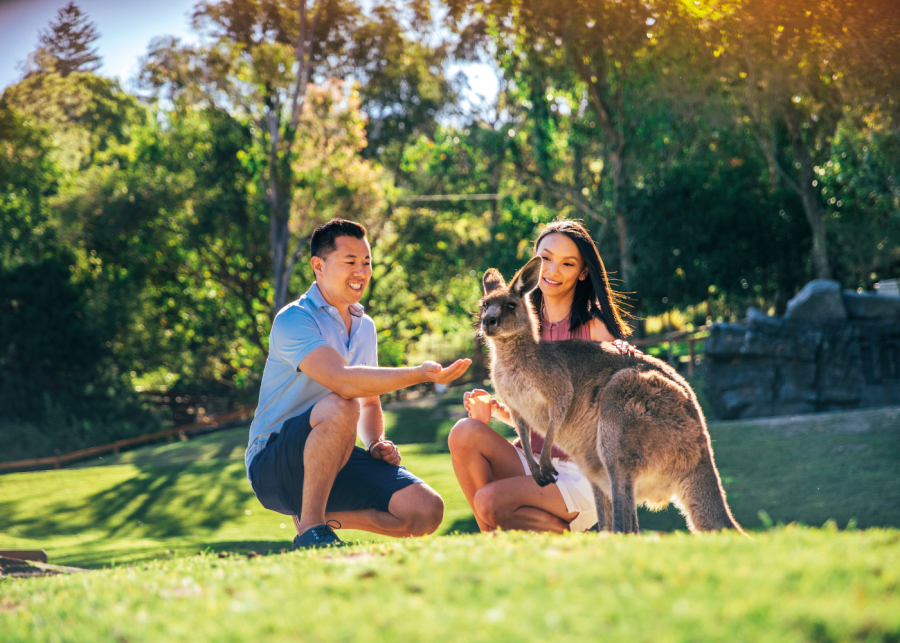 Currumbin Wildlife Sanctuary-gold-coast-australia