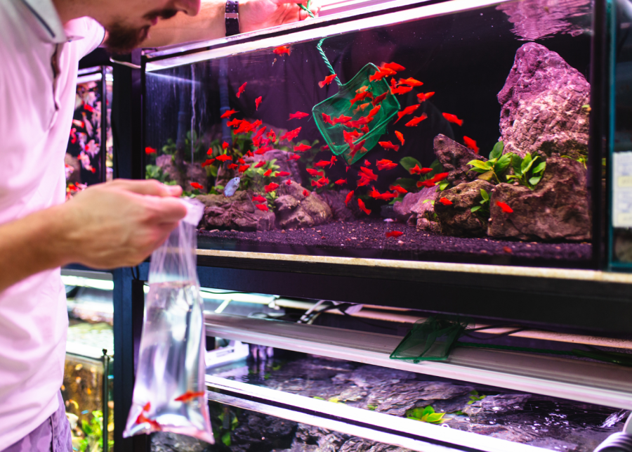 9 best aquarium shops in Singapore: Top spots for fish enthusiasts and budding aquascapers