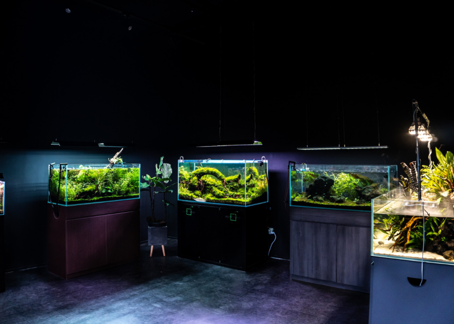 living shrimply - aquarium shop singapore upper thomson