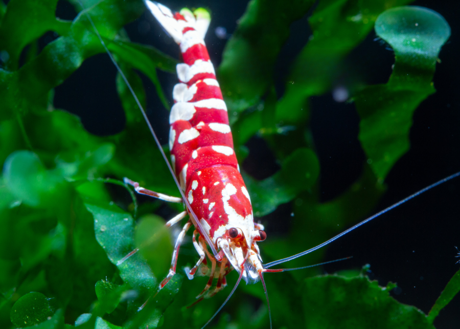 madshrimp - aquarium shop in singapore gambas proxima