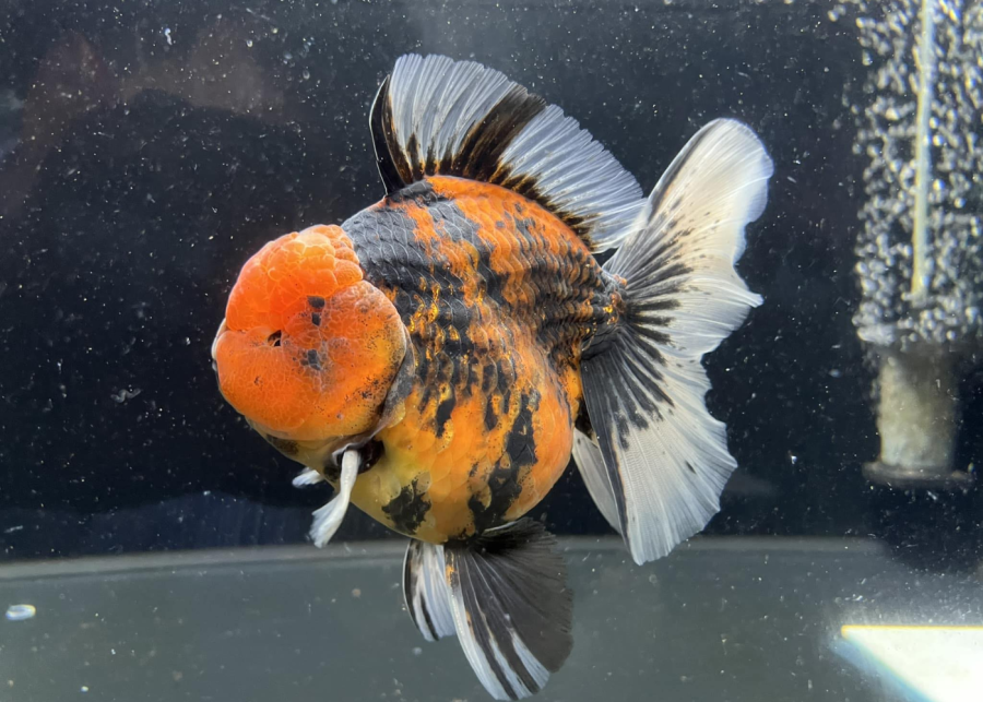 our lovely goldfish - aquarium shop in singapore changi