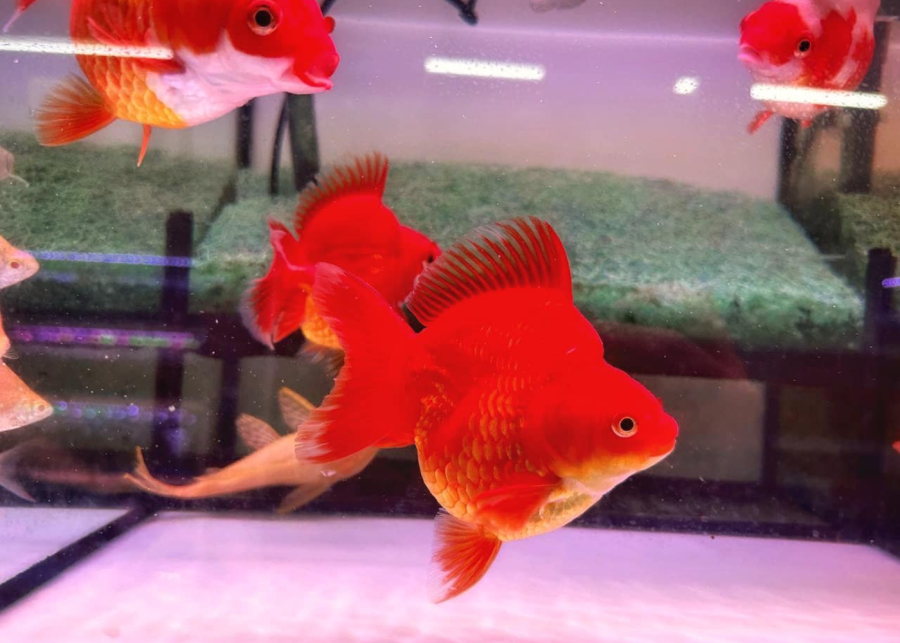 Toh Aquarium-where to use CDC vouchers