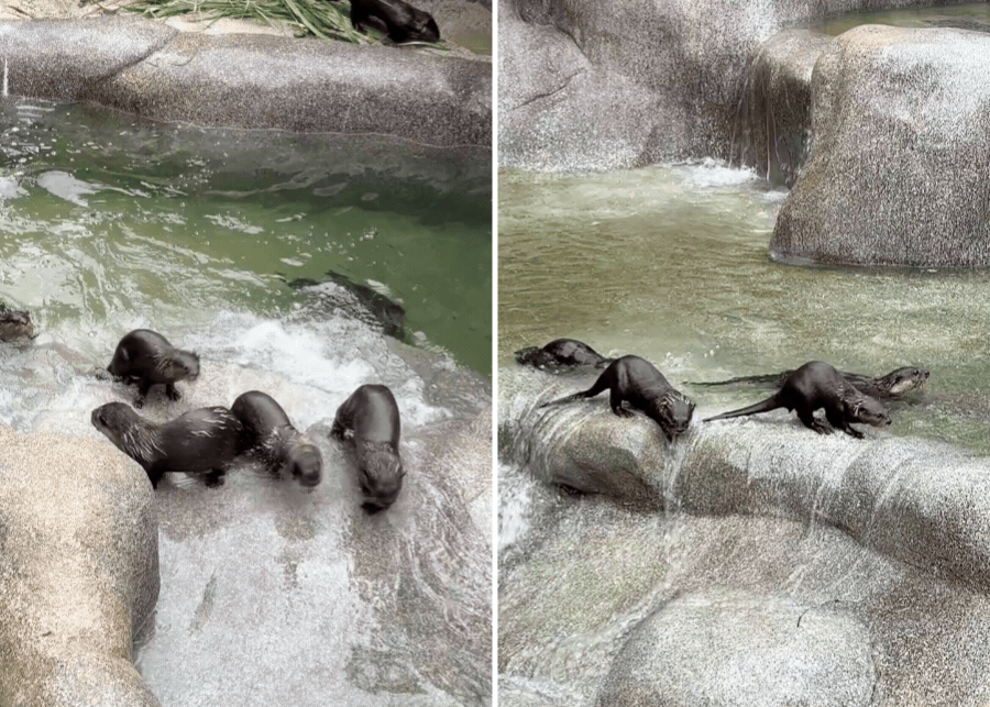 rainforest wild adventure east mandai wildlife reserve singapore