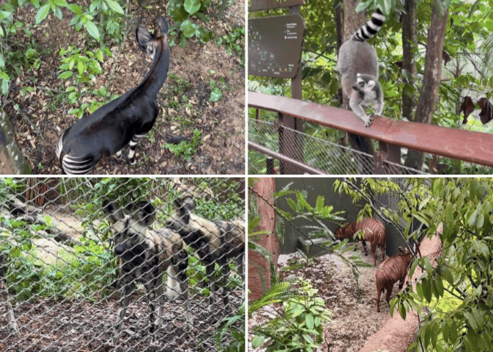 rainforest wild adventure east